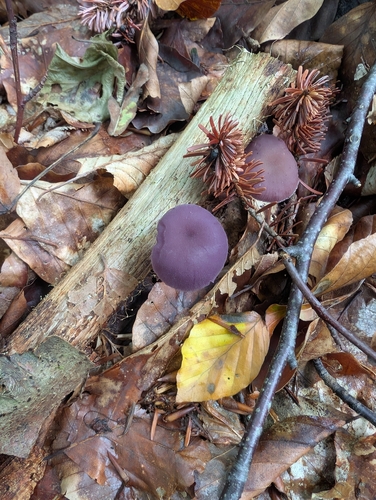 Amethyst Deceiver