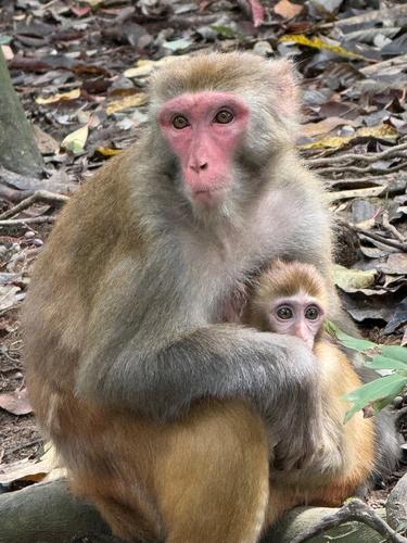 Rhesus Macaque
