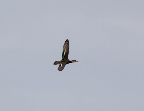Green-winged Teal