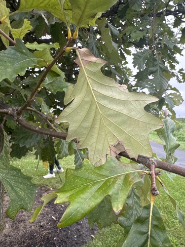 swamp white oak