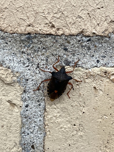 Forest Bug