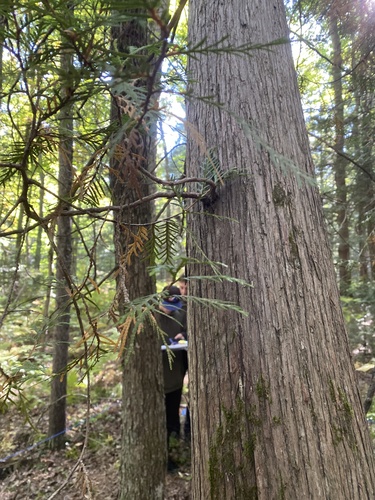 northern whitecedar
