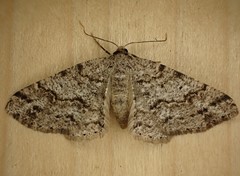 Melanolophia imitata