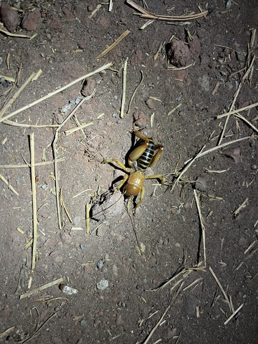 iNaturalist observation photo of American Jerusalem Crickets