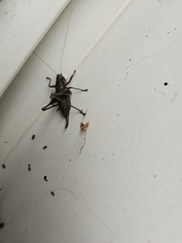 Dark Bush-cricket