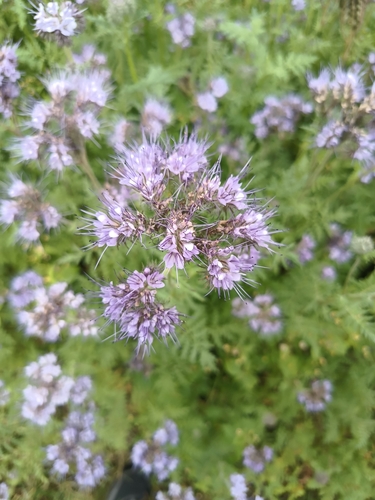 Lacy phacelia