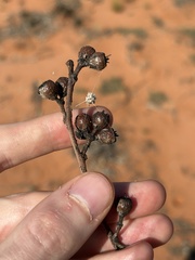 Eucalyptus socialis, photograph (c) Thomas Mesaglio, some rights reserved (CC BY)