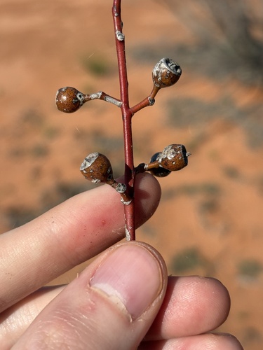 Eucalyptus socialis, photograph 3