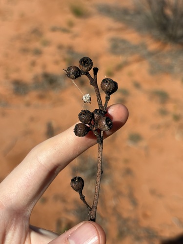 Eucalyptus socialis, photograph 1