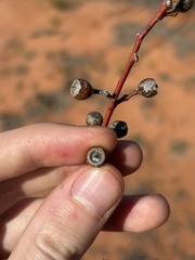 Eucalyptus socialis, photograph (c) Thomas Mesaglio, some rights reserved (CC BY)