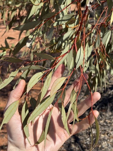 Eucalyptus socialis, photograph 5