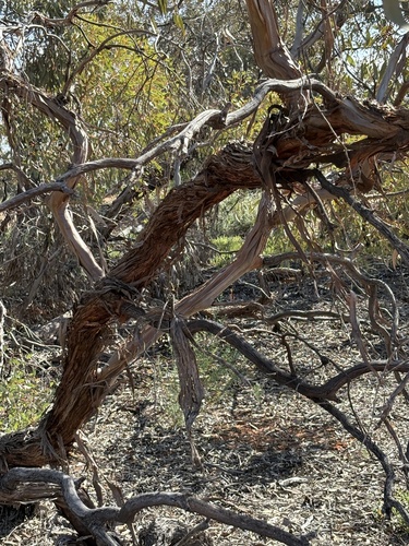 Eucalyptus socialis, photograph 6