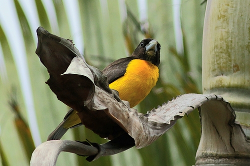 iNaturalist image