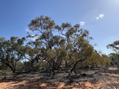 Eucalyptus socialis