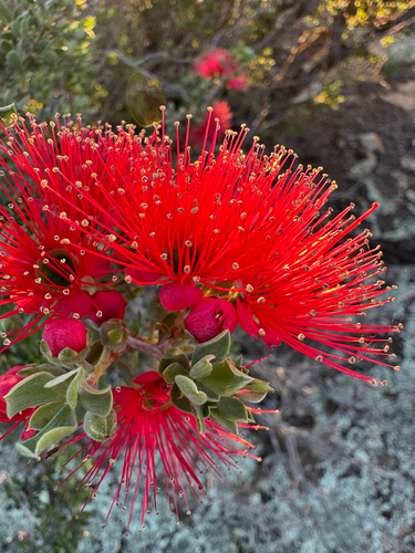 Granite Kunzea