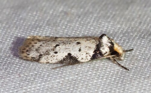 Philobota transversella