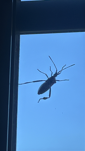 Western Conifer Seed Bug