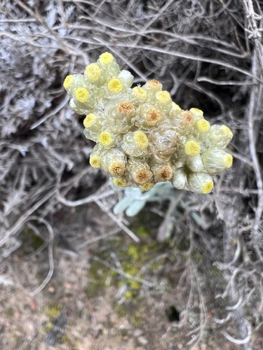 Jersey Cudweed