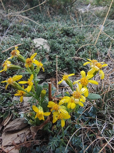 European goldenrod