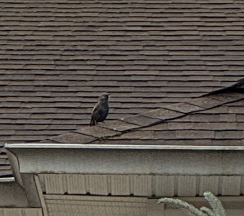 European Starling