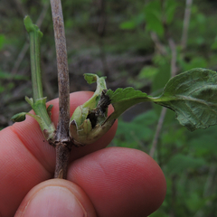 Asphondylia hydrangeae