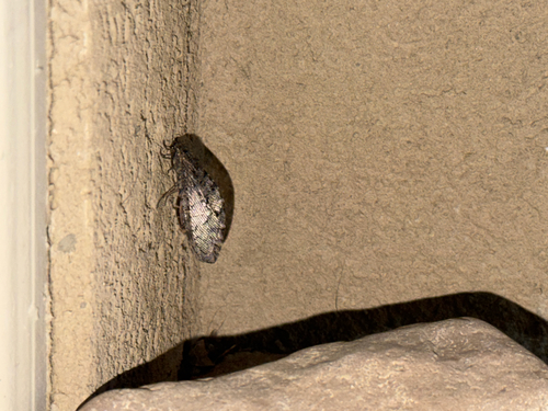 Polystoechotes punctata