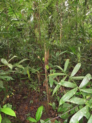 Bactris corossilla