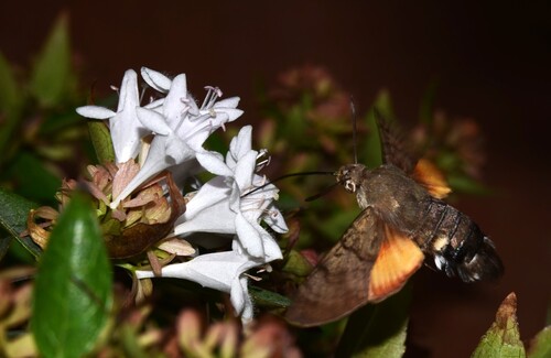 Eurasian Hummingbird Hawkmoth