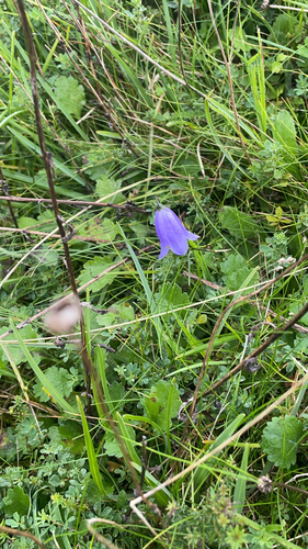 Common Harebell