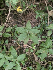 author not stated, no rights reserved Mercurialis perennis, photograph author not stated, no rights reserved