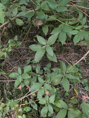 Mercurialis perennis, photograph 3