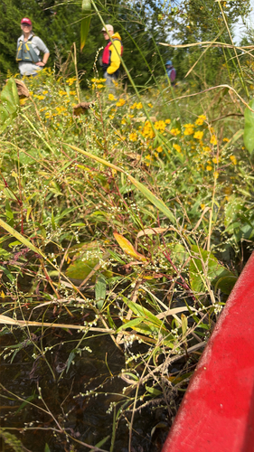 Dotted Smartweed