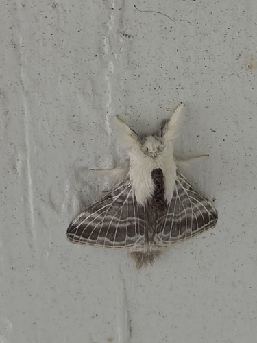Large Tolype Moth