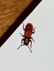 Zenodosus sanguineus