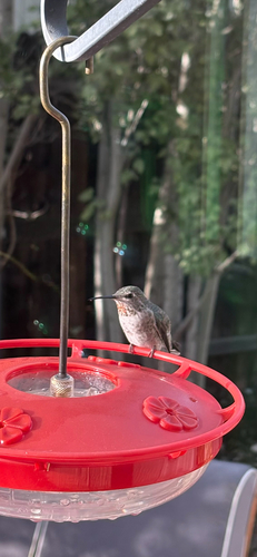 Anna's Hummingbird