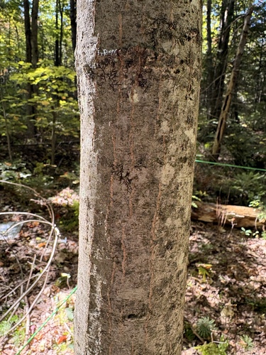 northern red oak