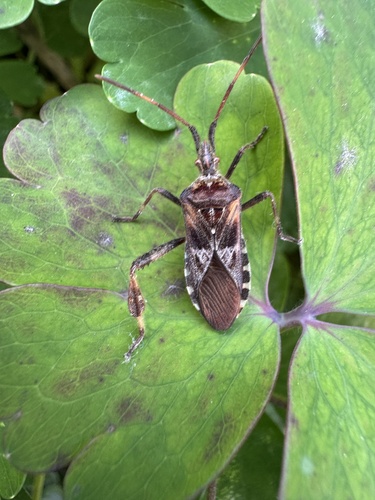 Western Conifer Seed Bug