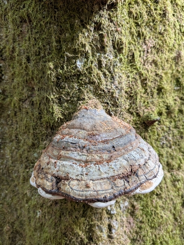 Hoof Fungus