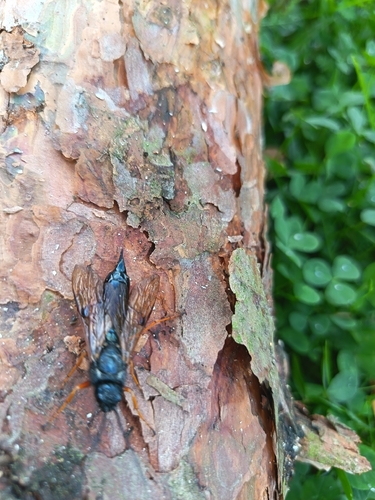 European Woodwasp