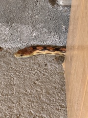 Pituophis vertebralis