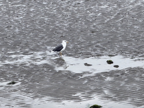 Lesser Black-backed Gull