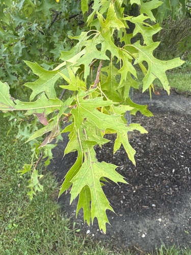 pin oak