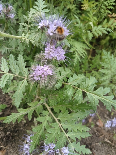 Common Carder Bumble Bee