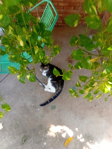 Domestic Cat