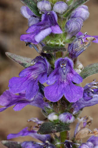 Austral bugle (Ajuga australis)