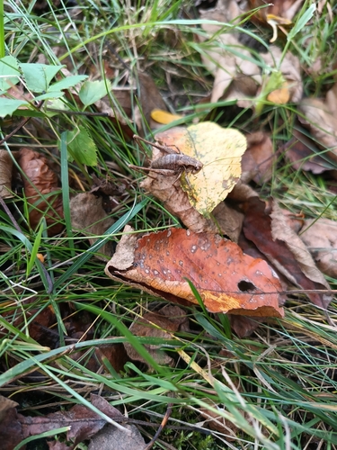 Dark Bush-cricket