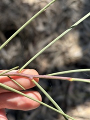 Acacia stenophylla, photograph (c) Thomas Mesaglio, some rights reserved (CC BY)