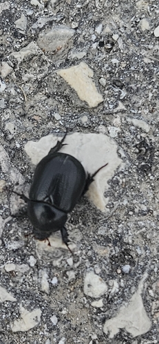 Pentodon bidens punctatus
