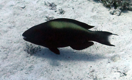Cetoscarus bicolor observed 2026-09-13