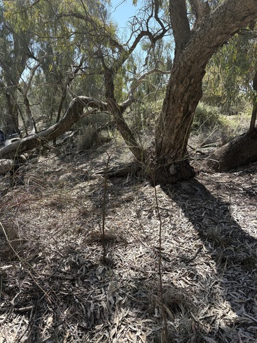 Acacia stenophylla, photograph 2